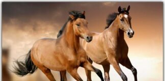 Simbologia do cavalo