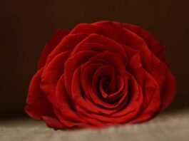 Simpatia de amor cigana para reforçar os laços de uma relação