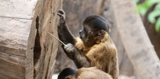 O que significa sonhar com macacos?