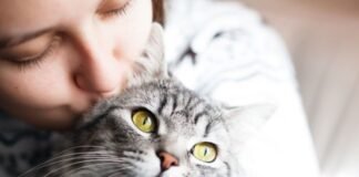 O que significa sonhar com gatos?
