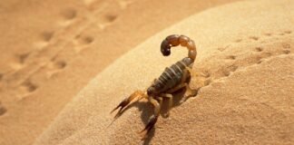 O que significa sonhar com escorpiões?