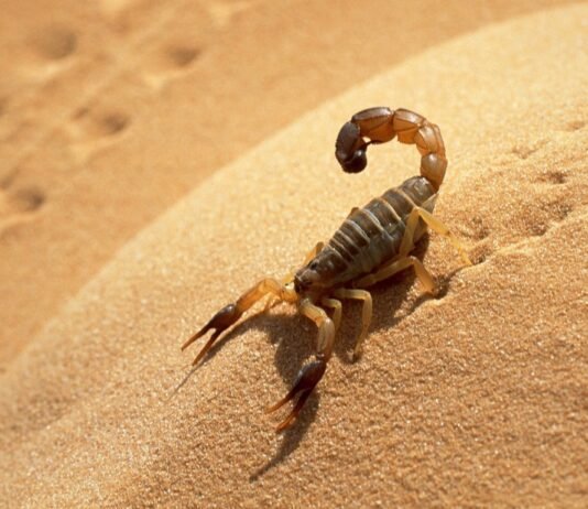 O que significa sonhar com escorpiões?