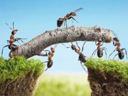 O QUE SIGNIFICA SONHAR COM FORMIGAS?