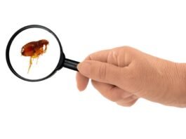 O que significa sonhar com pulgas?