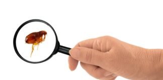 O que significa sonhar com pulgas?