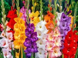 O que significa sonhar com flores?