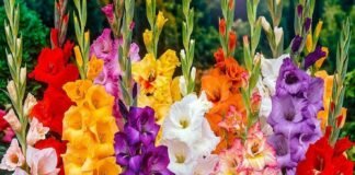 O que significa sonhar com flores?