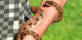 O que significa sonhar com Cobras? e como interpretar esse sonho?