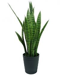 espada-de-sao-jorge-planta-contra-olho-gordo