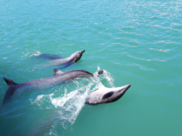 O que significa sonhar com golfinhos? Golfinhos