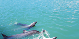 O que significa sonhar com golfinhos? Golfinhos