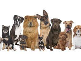 O que significa sonhar com cachorros?