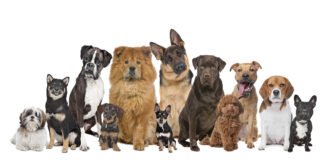 O que significa sonhar com cachorros?