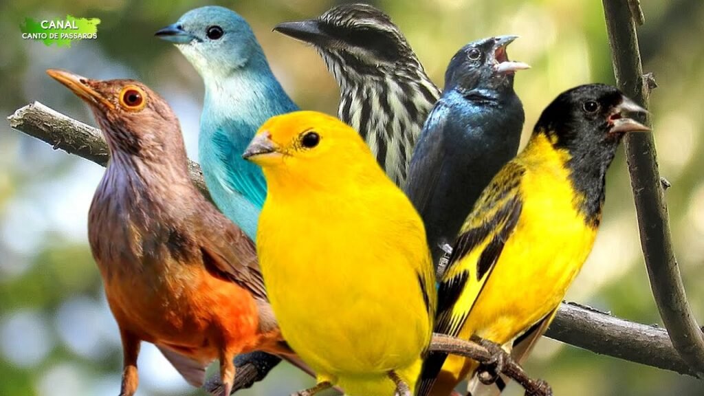 O que significa sonhar com pássaros? - Significados, perguntas ...