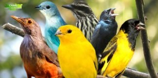 O que significa sonhar com pássaros?