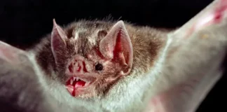 O que significa sonhar com morcegos?