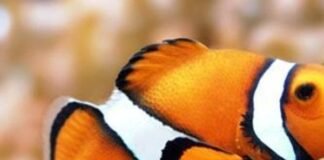 O que significa sonhar com peixe?