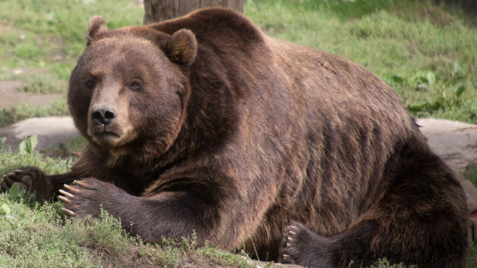 O que significa sonhar com ursos? Significados, perguntas, respostas e explicações O que significa sonhar com ursos? Significados, perguntas, respostas e explicações