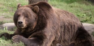 O que significa sonhar com ursos?