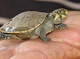 O que significa sonhar com tartarugas?